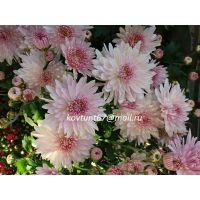 хризантема корейская Яблоневый Цвет