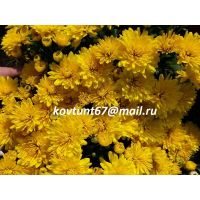 хризантема-мультифлора Sunbeam Yellow