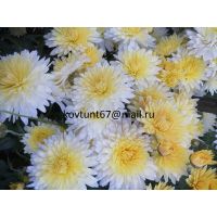 хризантема корейская Бело-Жовта