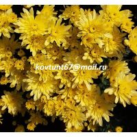 хризантема-мультифлора Arluno Yellow