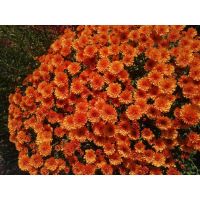 хризантема мультифлора Branpetit Orange