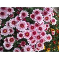 хризантема мультифлора Podium Pink Bicolor