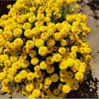 хризантема мультифлора Branqueen Yellow